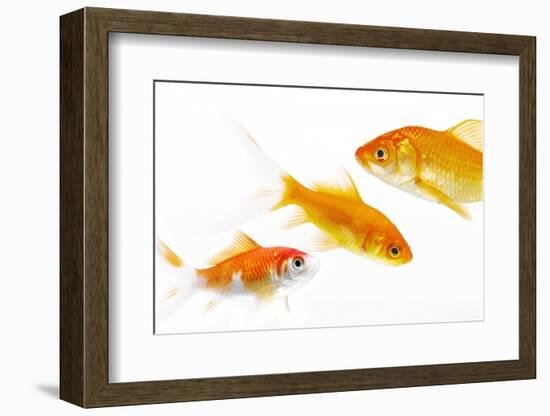 Goldfish Swimming in Water-Herbert Kehrer-Framed Photographic Print