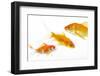 Goldfish Swimming in Water-Herbert Kehrer-Framed Photographic Print