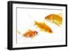 Goldfish Swimming in Water-Herbert Kehrer-Framed Photographic Print