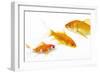 Goldfish Swimming in Water-Herbert Kehrer-Framed Photographic Print