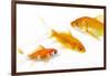 Goldfish Swimming in Water-Herbert Kehrer-Framed Photographic Print