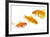 Goldfish Swimming in Water-Herbert Kehrer-Framed Photographic Print