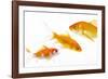 Goldfish Swimming in Water-Herbert Kehrer-Framed Photographic Print