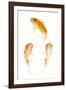 Goldfish Swimming in Water-Herbert Kehrer-Framed Photographic Print