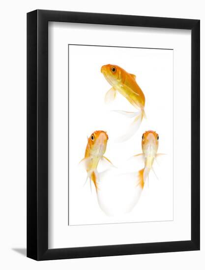 Goldfish Swimming in Water-Herbert Kehrer-Framed Photographic Print