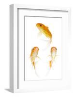 Goldfish Swimming in Water-Herbert Kehrer-Framed Photographic Print