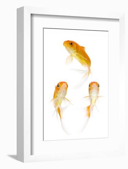 Goldfish Swimming in Water-Herbert Kehrer-Framed Photographic Print