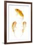 Goldfish Swimming in Water-Herbert Kehrer-Framed Photographic Print