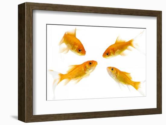 Goldfish Swimming in Water-Herbert Kehrer-Framed Photographic Print