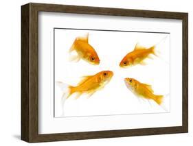 Goldfish Swimming in Water-Herbert Kehrer-Framed Photographic Print