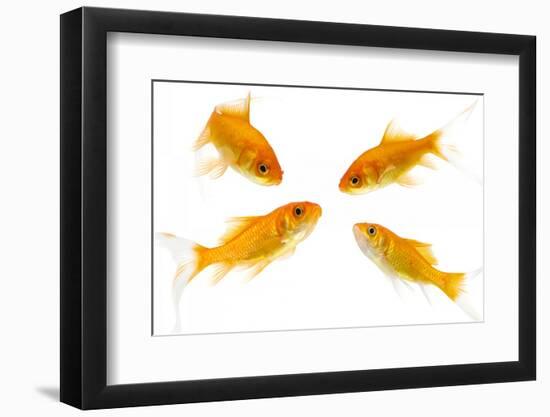 Goldfish Swimming in Water-Herbert Kehrer-Framed Photographic Print