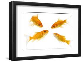 Goldfish Swimming in Water-Herbert Kehrer-Framed Photographic Print