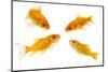 Goldfish Swimming in Water-Herbert Kehrer-Mounted Photographic Print