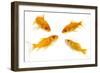 Goldfish Swimming in Water-Herbert Kehrer-Framed Photographic Print