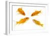 Goldfish Swimming in Water-Herbert Kehrer-Framed Photographic Print