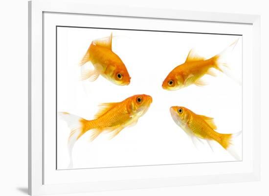 Goldfish Swimming in Water-Herbert Kehrer-Framed Photographic Print