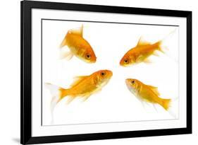 Goldfish Swimming in Water-Herbert Kehrer-Framed Photographic Print