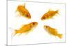 Goldfish Swimming in Water-Herbert Kehrer-Mounted Photographic Print