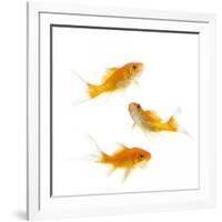 Goldfish Swimming in Water-Herbert Kehrer-Framed Photographic Print