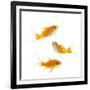 Goldfish Swimming in Water-Herbert Kehrer-Framed Photographic Print