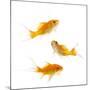 Goldfish Swimming in Water-Herbert Kehrer-Mounted Photographic Print