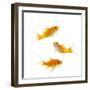 Goldfish Swimming in Water-Herbert Kehrer-Framed Photographic Print