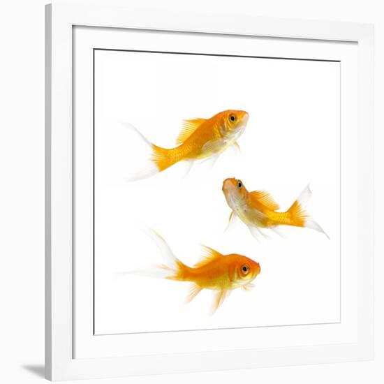 Goldfish Swimming in Water-Herbert Kehrer-Framed Photographic Print