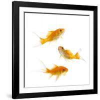 Goldfish Swimming in Water-Herbert Kehrer-Framed Photographic Print