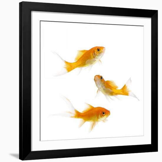 Goldfish Swimming in Water-Herbert Kehrer-Framed Photographic Print