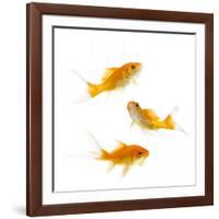 Goldfish Swimming in Water-Herbert Kehrer-Framed Photographic Print