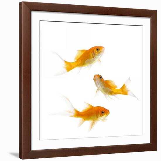 Goldfish Swimming in Water-Herbert Kehrer-Framed Photographic Print