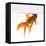 Goldfish Swimming Just Below the Surface of the Water-Mark Mawson-Framed Stretched Canvas