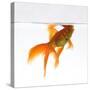 Goldfish Swimming Just Below the Surface of the Water-Mark Mawson-Stretched Canvas