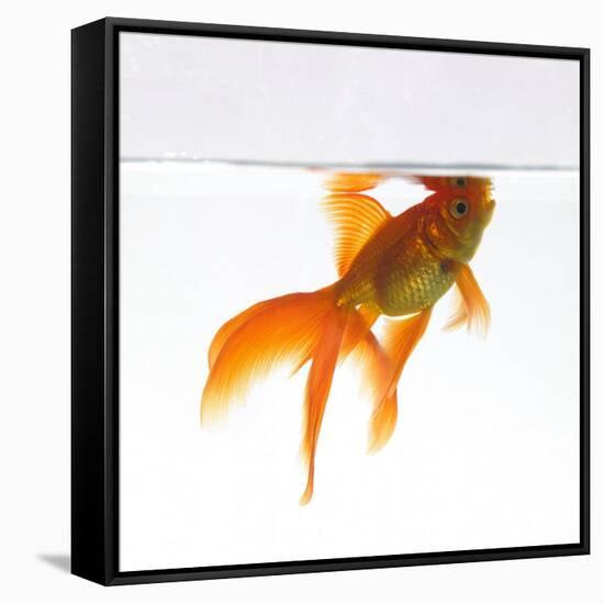 Goldfish Swimming Just Below the Surface of the Water-Mark Mawson-Framed Stretched Canvas