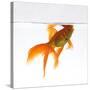 Goldfish Swimming Just Below the Surface of the Water-Mark Mawson-Stretched Canvas