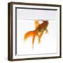 Goldfish Swimming Just Below the Surface of the Water-Mark Mawson-Framed Premium Photographic Print