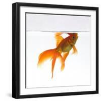 Goldfish Swimming Just Below the Surface of the Water-Mark Mawson-Framed Premium Photographic Print