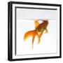 Goldfish Swimming Just Below the Surface of the Water-Mark Mawson-Framed Premium Photographic Print