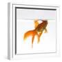 Goldfish Swimming Just Below the Surface of the Water-Mark Mawson-Framed Premium Photographic Print