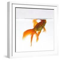 Goldfish Swimming Just Below the Surface of the Water-Mark Mawson-Framed Photographic Print