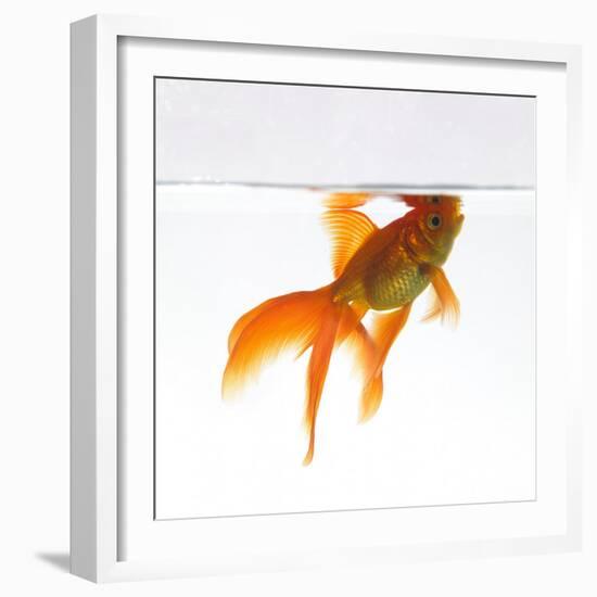 Goldfish Swimming Just Below the Surface of the Water-Mark Mawson-Framed Photographic Print