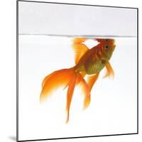 Goldfish Swimming Just Below the Surface of the Water-Mark Mawson-Mounted Photographic Print