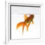 Goldfish Swimming Just Below the Surface of the Water-Mark Mawson-Framed Photographic Print