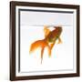 Goldfish Swimming Just Below the Surface of the Water-Mark Mawson-Framed Photographic Print