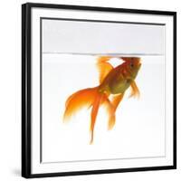 Goldfish Swimming Just Below the Surface of the Water-Mark Mawson-Framed Photographic Print