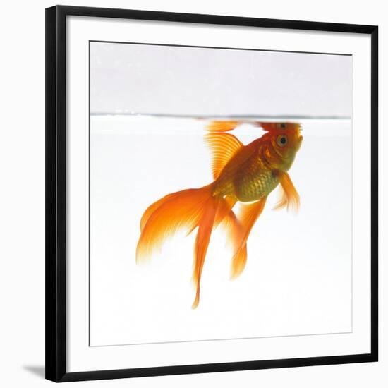 Goldfish Swimming Just Below the Surface of the Water-Mark Mawson-Framed Photographic Print