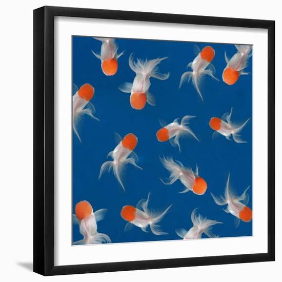 Goldfish Texture on Blue Background for Wallpaper-bluehand-Framed Photographic Print