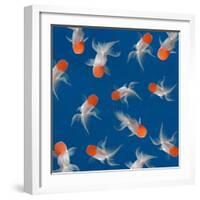 Goldfish Texture on Blue Background for Wallpaper-bluehand-Framed Photographic Print