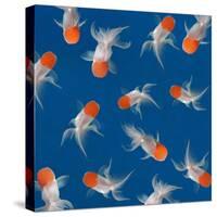 Goldfish Texture on Blue Background for Wallpaper-bluehand-Stretched Canvas