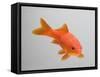 Goldfish, Three Quarter View-null-Framed Stretched Canvas